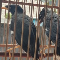 Burung Jalak Kebo Sepasang Jantan dan Betina Sehat Siap Ternak / Latih