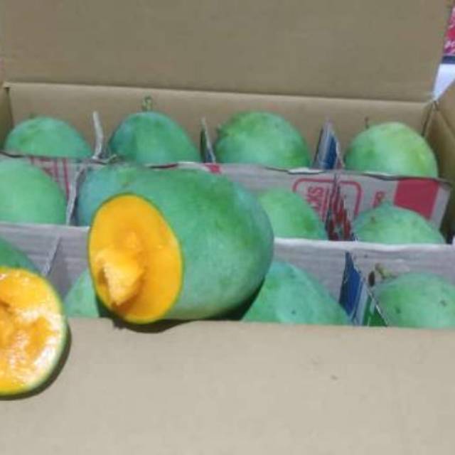 

Mangga gadung