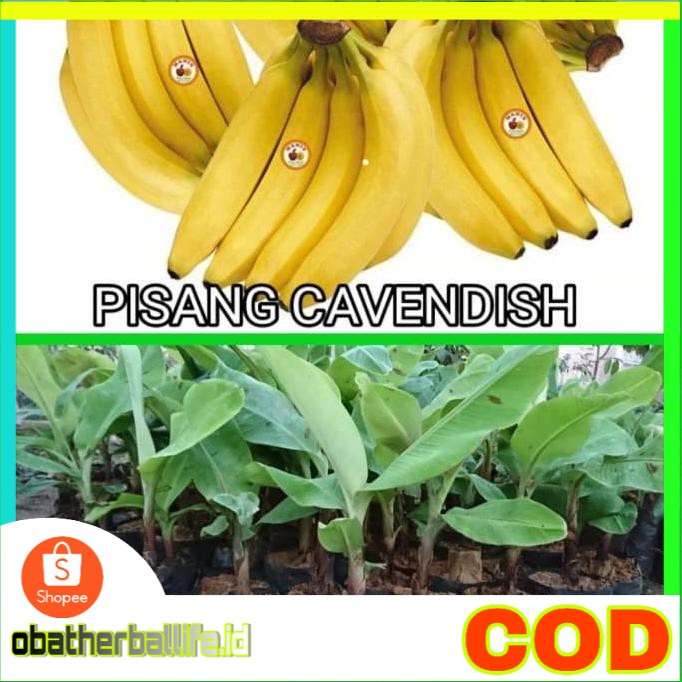 Bibit Pisang Cavendish Pohon Pisang Cavendish Tanaman Pisang Cavendish