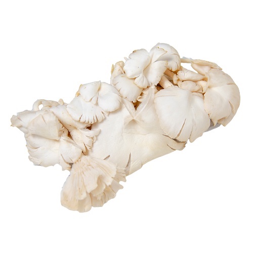 

Jamur Tiram fresh 500gram