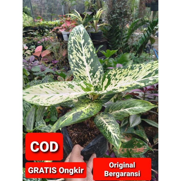 Tanaman Hias Diven Candi - Ciangmai - Bunga Diven Brazilia