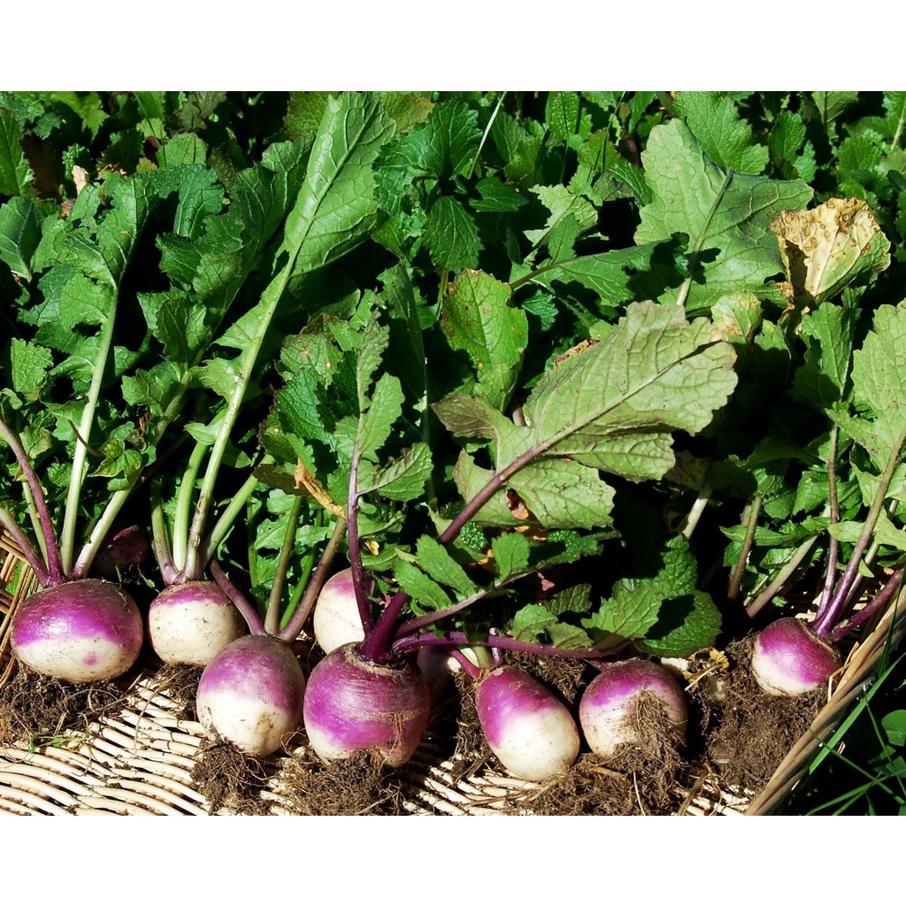 Benih Bibit Biji - Turnip Purple Top White Globe Lobak Bulat Ungu Putih Seeds - IMPORT