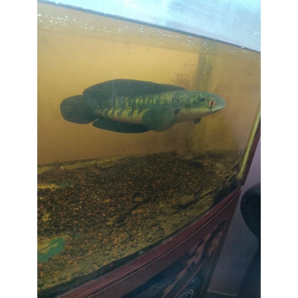 hiasan aquarium ikan Channa maru ys 11-13 cm