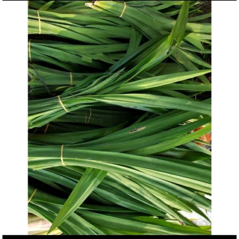 

daun pandan. harga per iket isi 10 lembar