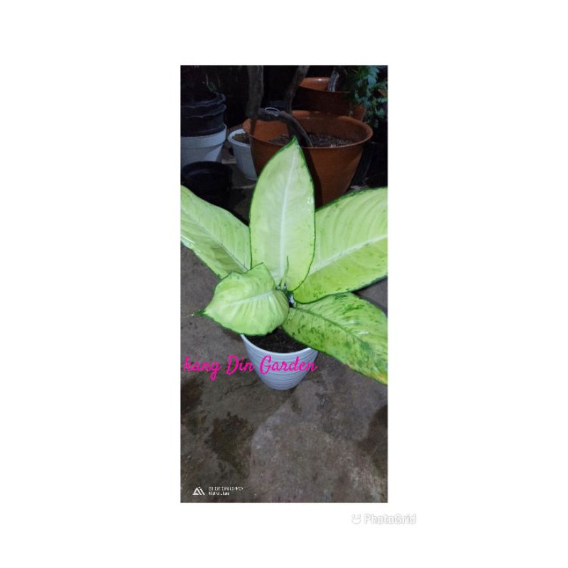 AGLONEMA TISSUE ORIGINAL