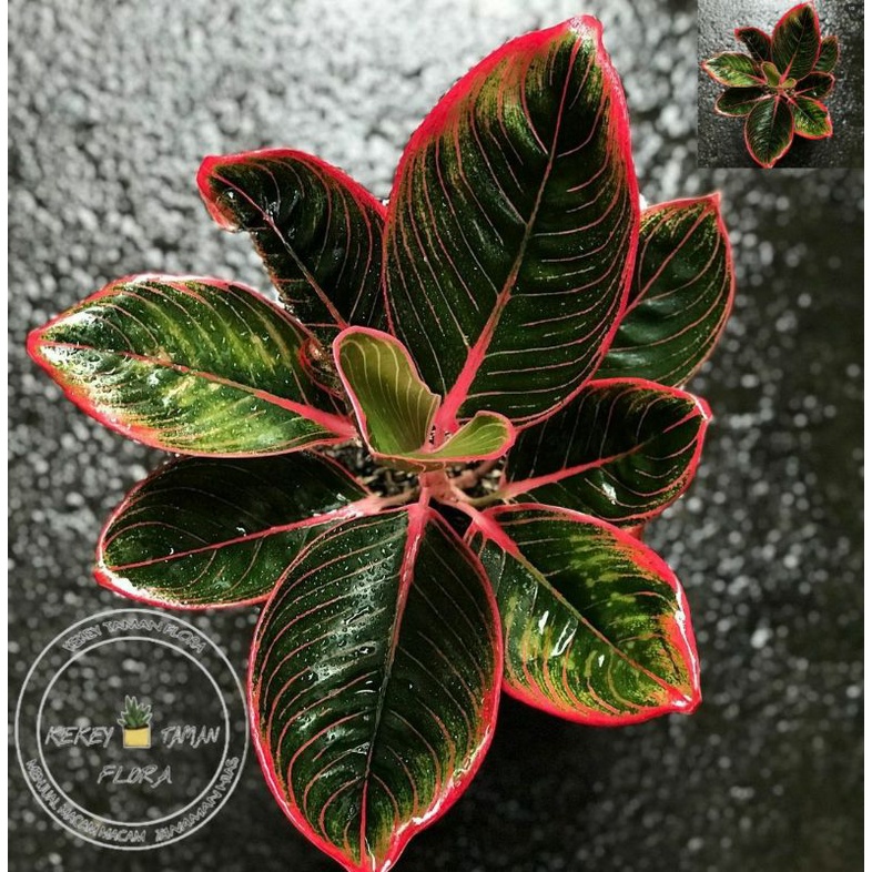 Tanaman Hias Aglonema Khanza - Aglonema Lipstik Khanza - Bunga Aglonema