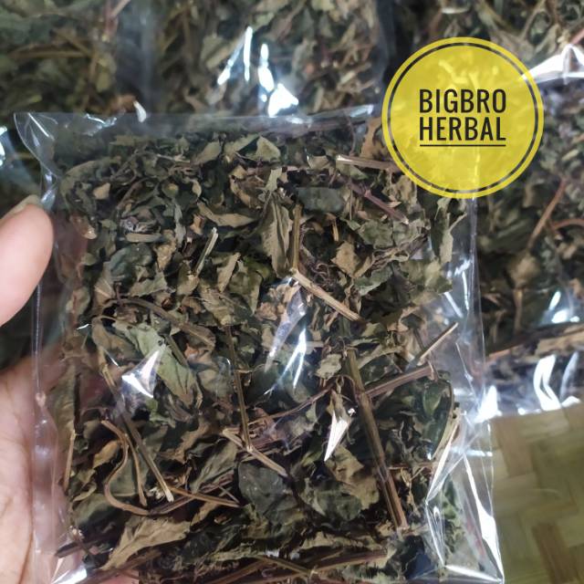 

daun kumis kucing kering