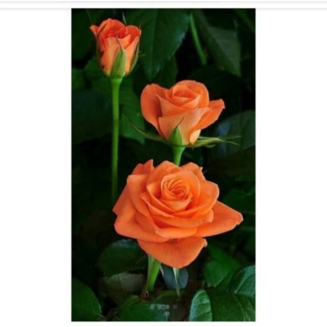 @putria tanaman store logo