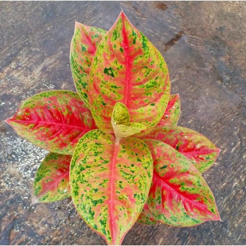 Tanaman hias aglonema mahasety - aglaonema mahasety