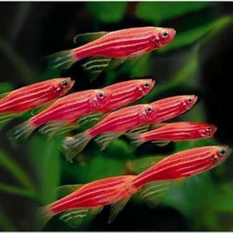 

ikan danio zebra pink