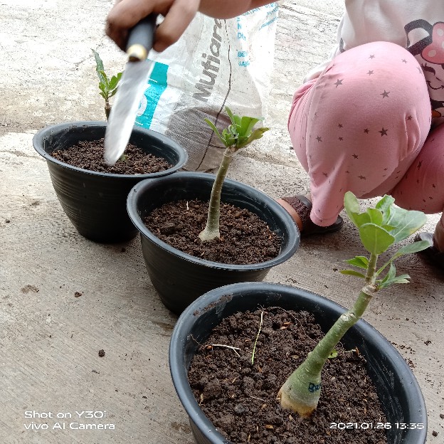 Bibit Adenium / Kamboja Jepang Tumpuk Nomor 28-36