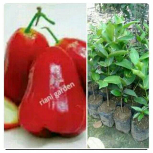 BIBIT JAMBU AIR MADU MERAH