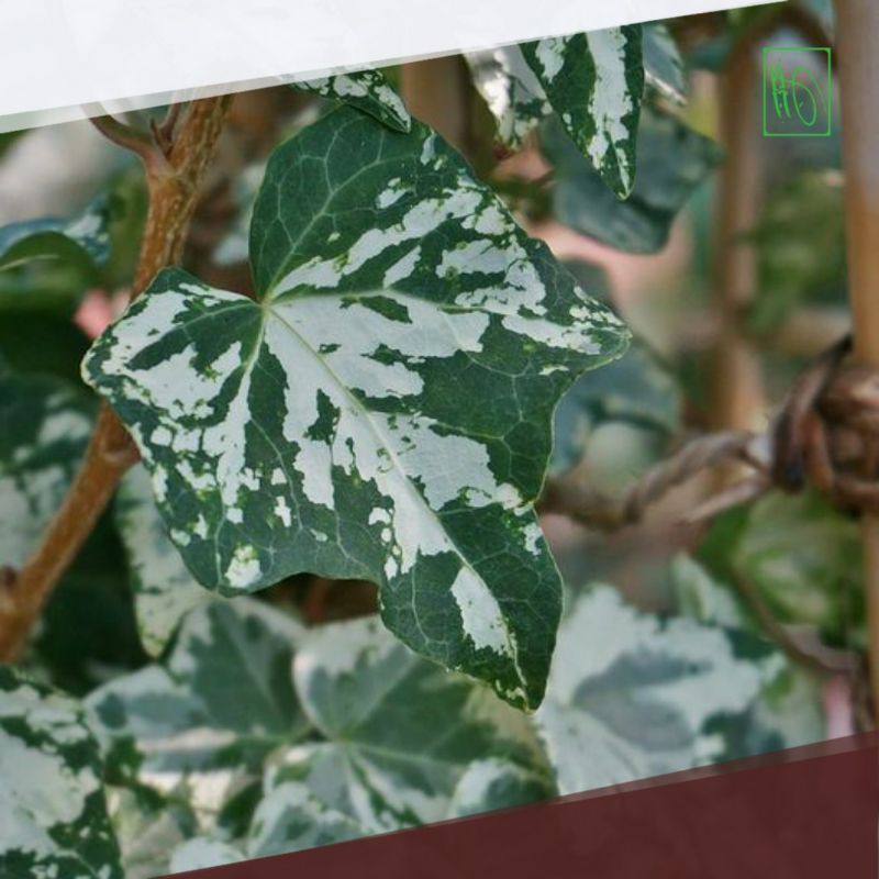 Tanaman Happy English Ivy Varigata Kertas