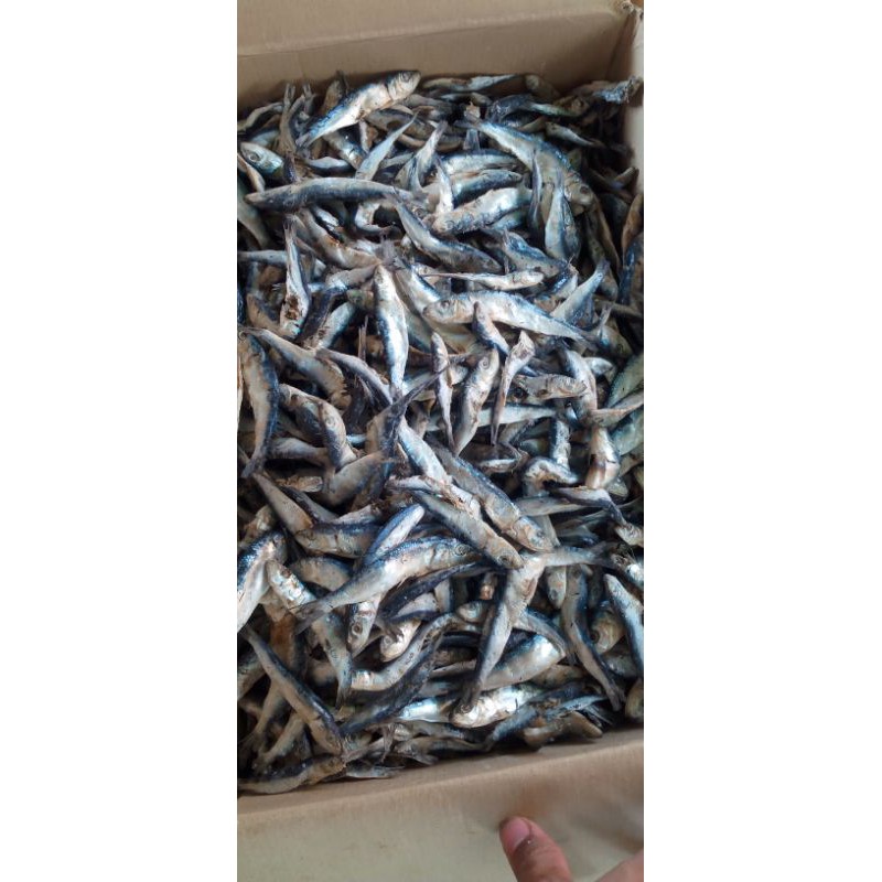 

Ikan laut semenit asin 1000gram 1kg