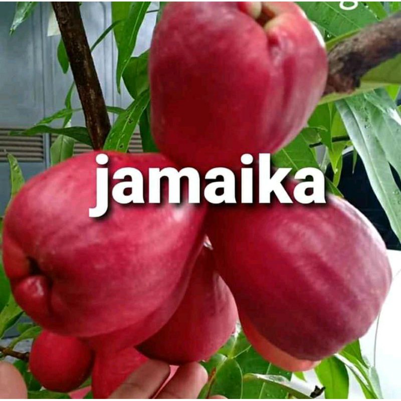 Bibit Jambu Jamaika,Siap Berbuah