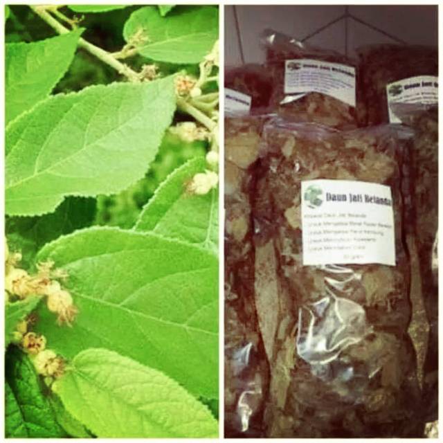 

PELANGSING DAUN JATI BELANDA KERING 250 GRAM