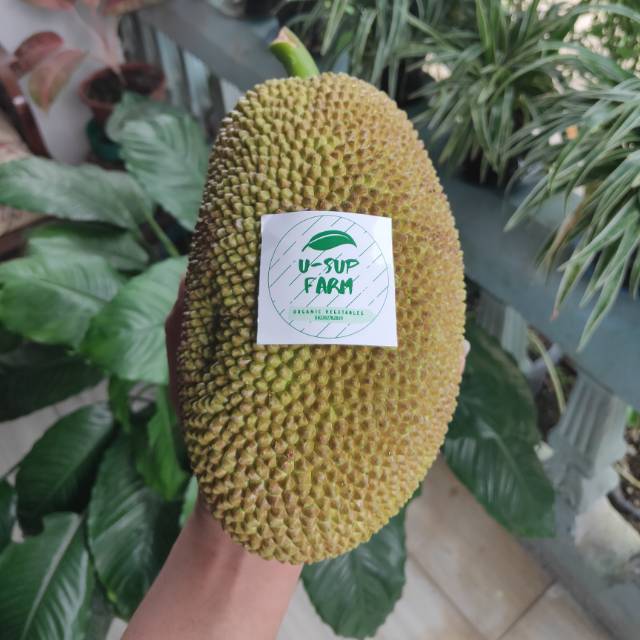 

Gori / Nangka Sayur (non Peptisida)