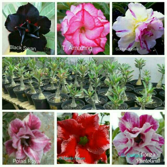 

Paket 6 bibit bunga adenium/Kamboja Jepang-adenium bunga tumpuk-obesum-kamboja jepang-kemboja-bibit tanaman hias adenium Kamboja-tanaman hidup-bunga hidup-bunga hias-bunga adenium