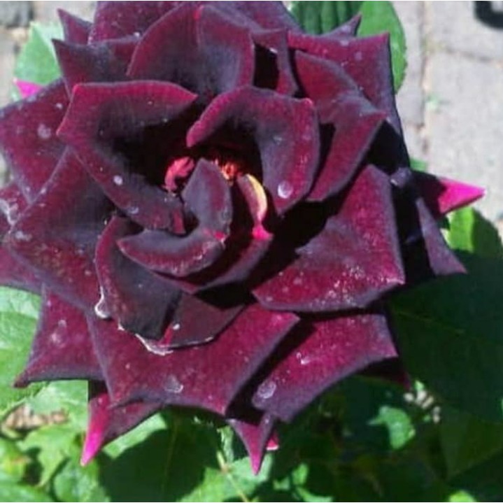 Bibit tanaman mawar hitam