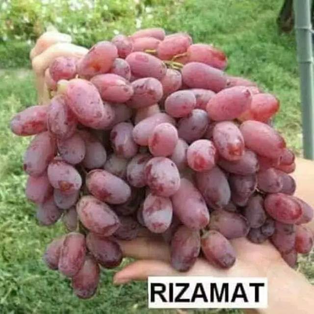 Bibit anggur impor rizamat super