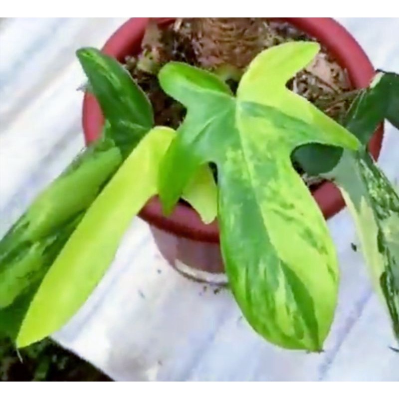 philodendron flobe, florida beauty