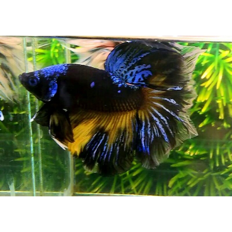 HM Avatar Blackseries Big size