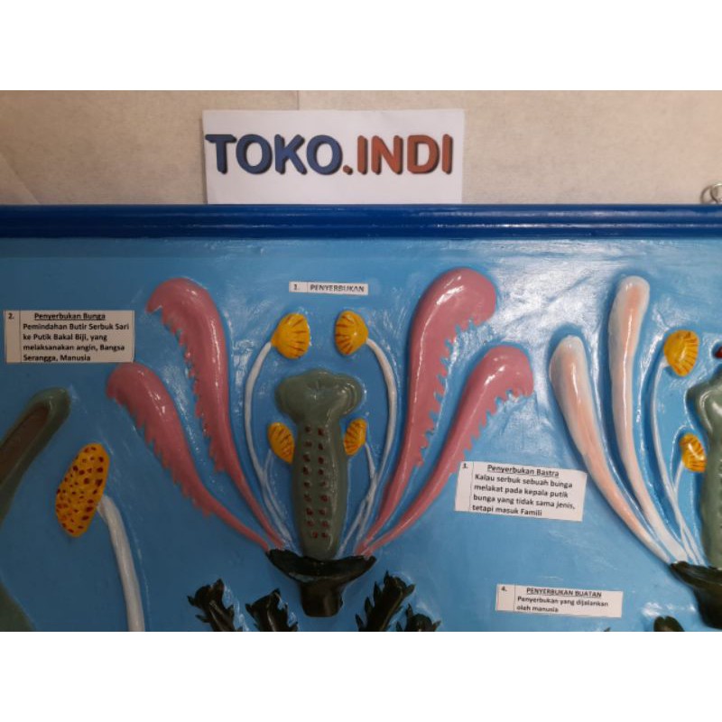 Alat Peraga Pendidikan/Model Penyerbukan Bunga