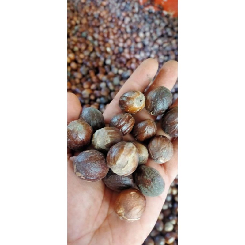 

Biji Pala Tua Kering 1 kg