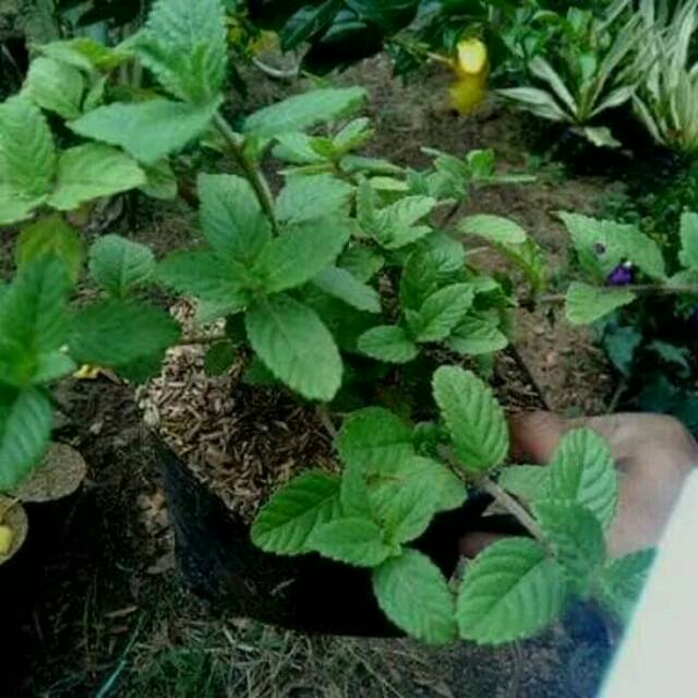 Bibit tanaman daun cincau hitam/janggelan