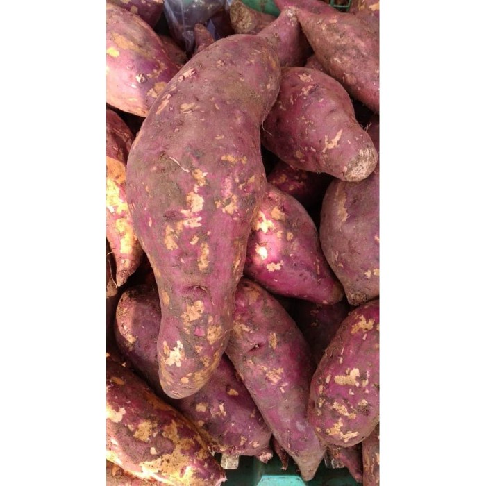 

vf501ge Ubi Jalar Merah 1 Kg / Sweet Potato / Umbi / Ubi Dscscv