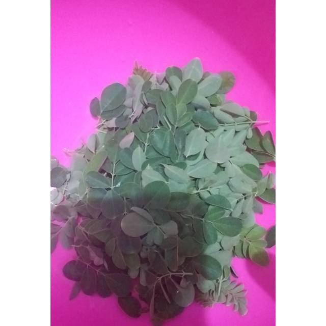 

Daun kelor (Moringa oleifera) fresh 25 gram pencegah penyakit