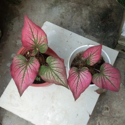 Bunga Caladium Murah Tanaman Hias Keladi Infinity Tanaman Hias Caladium Murah Sehat dan Terawat