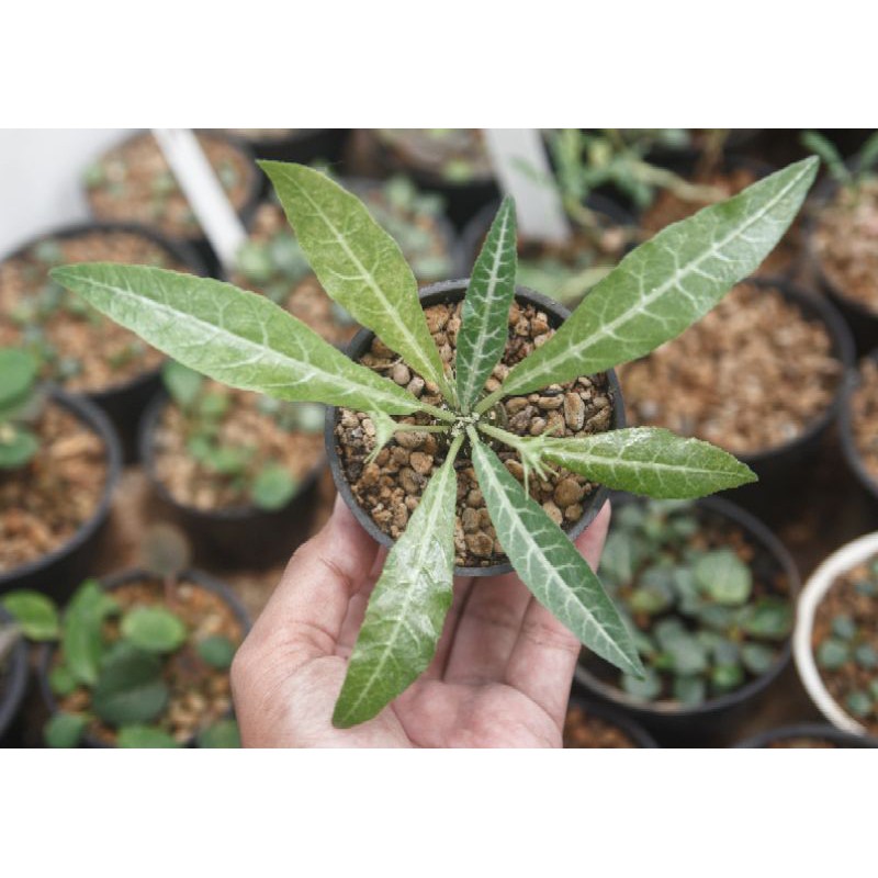 dorstenia lancifolia