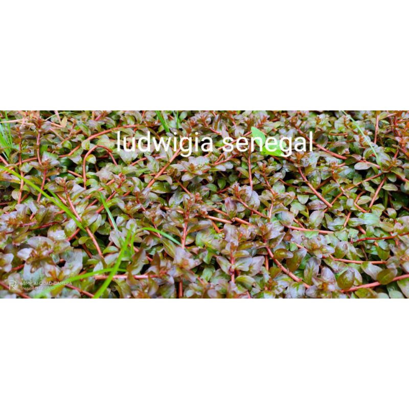 

Hiasan AUQARIUM ludwigia senegalis