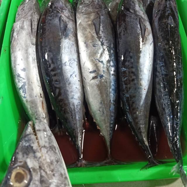 

Baby Tongkol per kilo