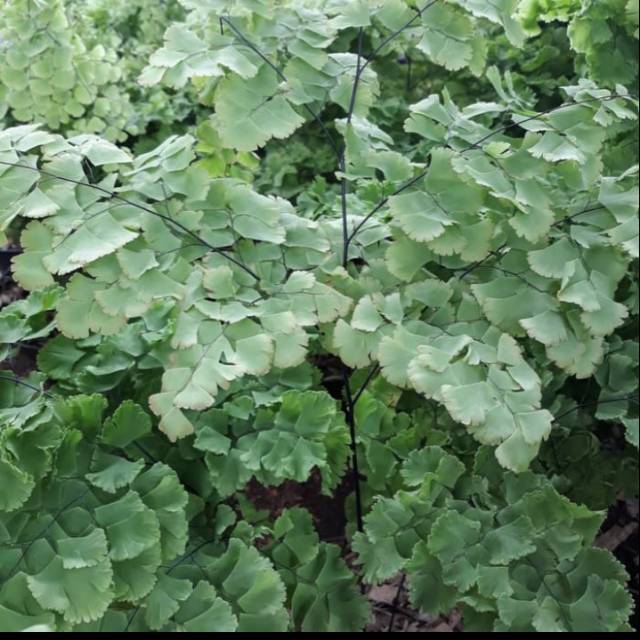 Tanaman hias suplir daun besar/ pohon suplir hias