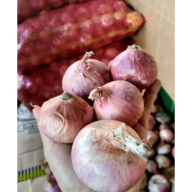 

Bawang Merah India