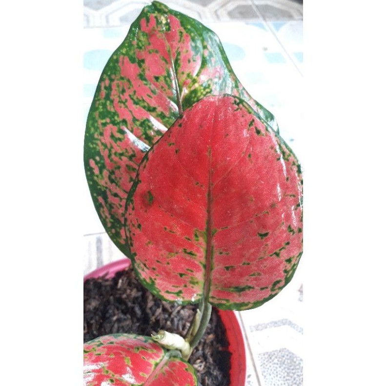 READY STOK AGLONEMA DUD ANJAMANI / BIBIT AGLONEMA DUD ANJAMANI / BUNGA AGLONEMA DUD ANJAMANI