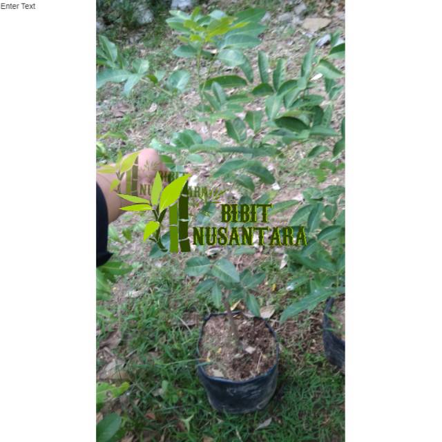 Bibit tanaman kelengkeng matalada 80cm-1meter