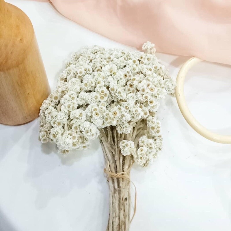 PROMO bunga Abadi Budidaya IKAT SEDANG  bunga edelweis bunga edelweis bunga kering edelweis putih Mi