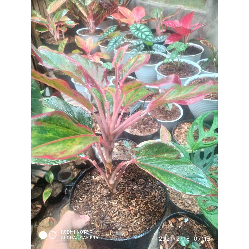 Aglonema Red Lipstick Indukan - Aglonema Lipstik Lokal - Indukan Aglonema Lipstik - Bkn Khanza