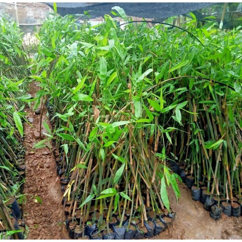 Bibit Tanaman Bambu Petung / Betung - Bambu Raksasa /bambu rebung