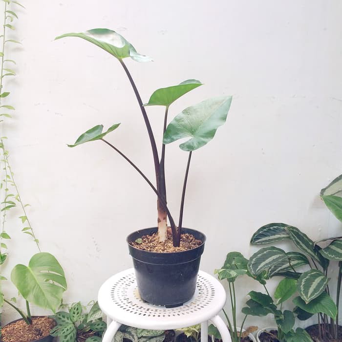 Tanaman Hias - Senthe Wulung / Talas Hitam / Keladi / Alocasia Black/sente