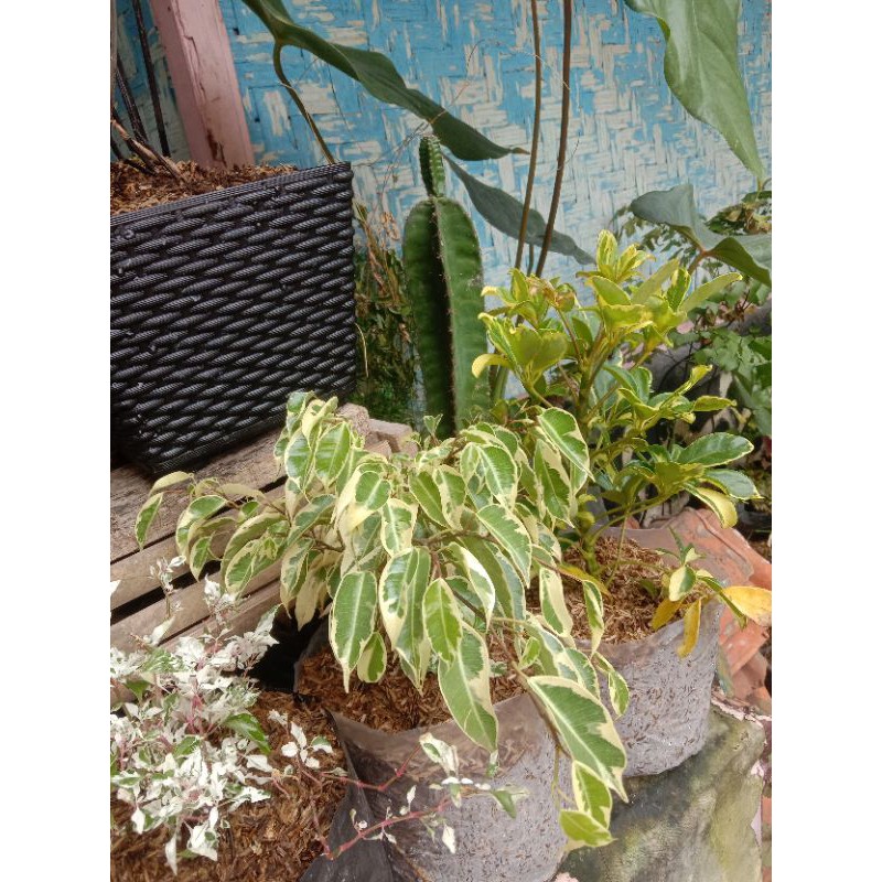 beringin varigata bahan bonsai