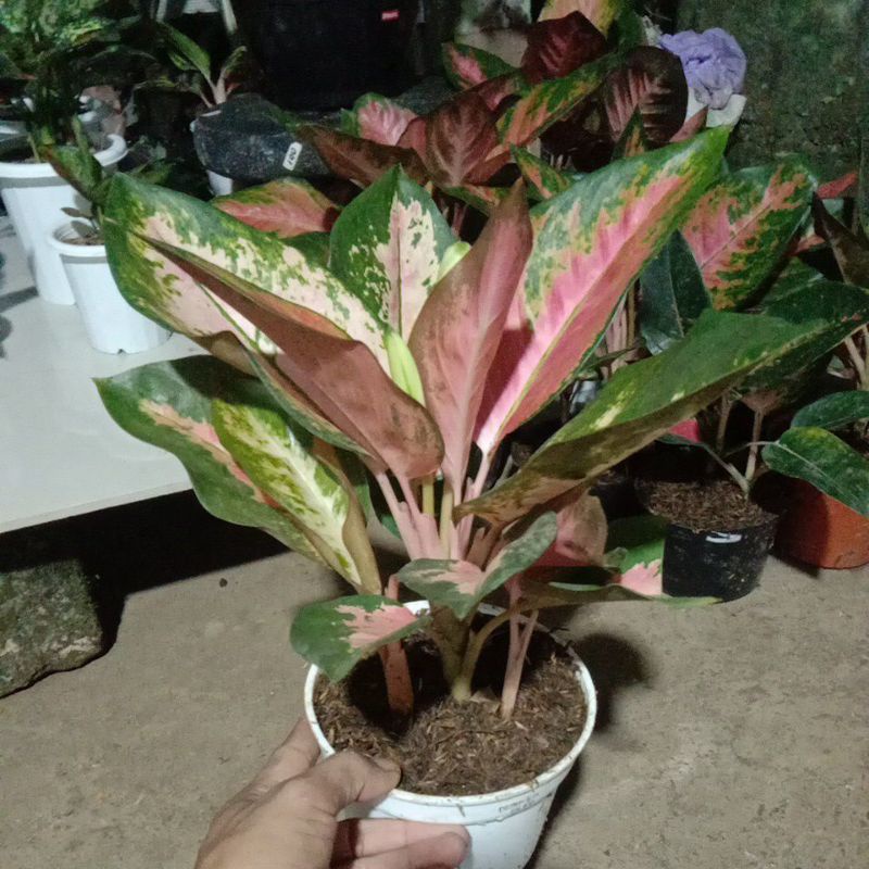 aglonema kocin rumpun 3