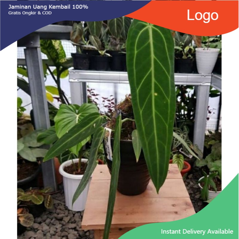 NEW NEW (COD) BONGGOL LIDAH GAJAH