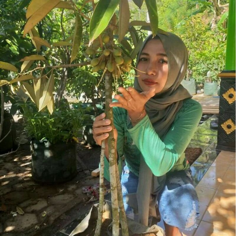Bibit Durian Kaki 3 Tinggi 1 Meter Up Batang Besar Bonus Pupuk Penyubur Tanaman