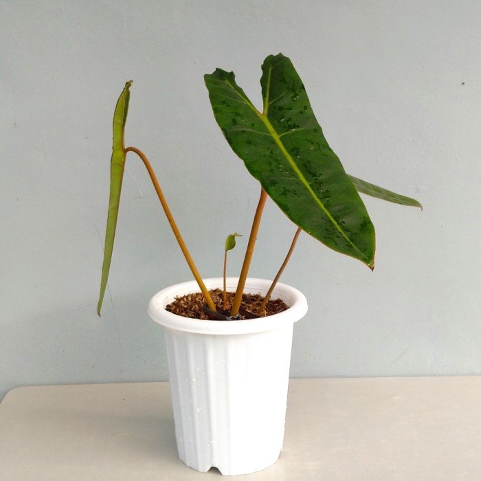 Philodendron billietiae *Kw1 / philo kabel busi - Tanaman hias / bibit