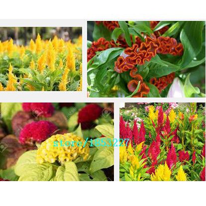 Biji Bunga Celosia Mixed Import