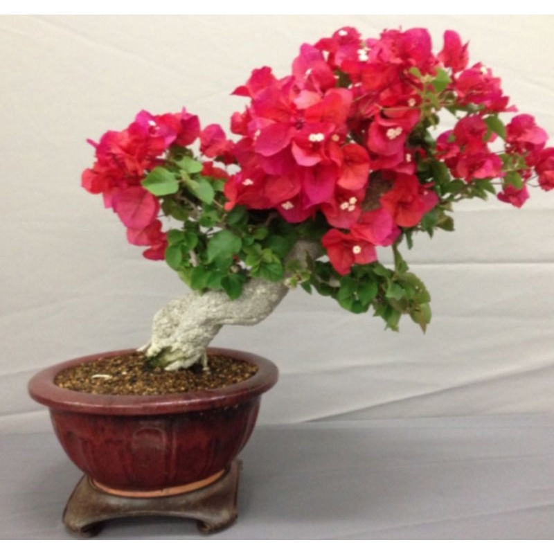 tanaman hias bougenville bunga merah pohon bugenvil bunga merah/BOUGENVILLE IMPORT/BOUGENVILLE BUNGA